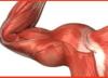 مواد غذایی برای ساخت عضلات