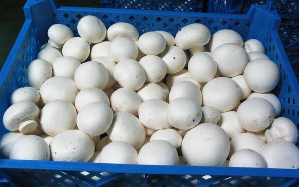 تور عمان لحظه آخری: بسته بندی های قارچ در کارخانه های ایران برچسب عمانی می خورند؟