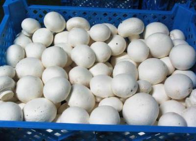 تور عمان لحظه آخری: بسته بندی های قارچ در کارخانه های ایران برچسب عمانی می خورند؟