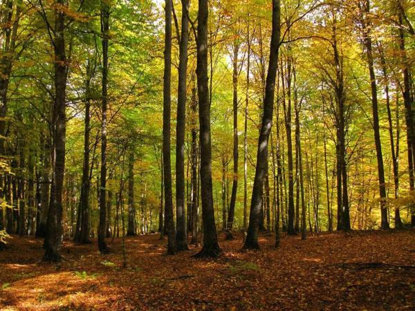 جنگل راش سوادکوه با یک راهنمای سفر حسابی