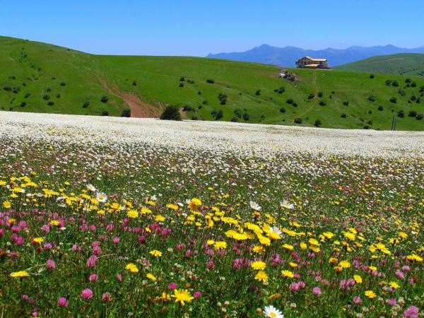 جنگل فندقلو اردبیل دیار دشت های بابونه و لاله های داغدار