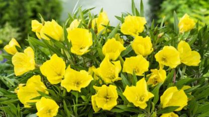 11 خاصیت گل مغربی برای سلامت زنان ، گرگرفتگی را با این روغن درمان کنید