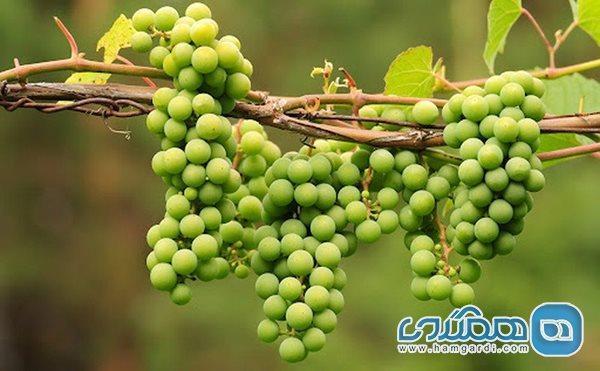 آیا آبغوره قند دارد؟