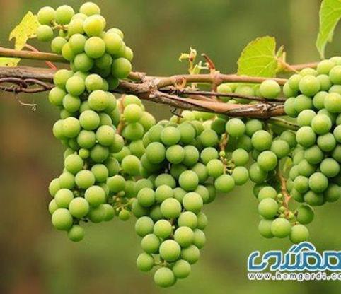 آیا آبغوره قند دارد؟