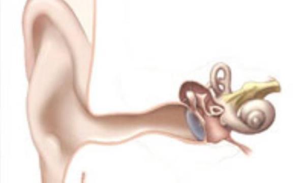 گوش چگونه می شنود؟