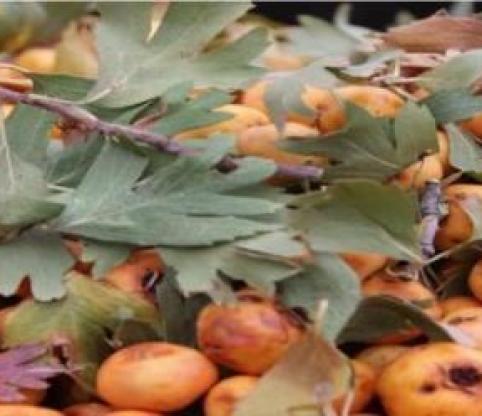 زالزالک و خواص بی نظیر آن