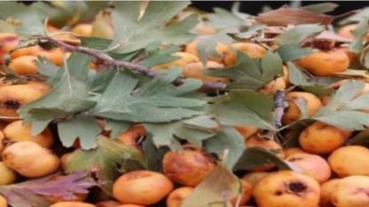 زالزالک و خواص بی نظیر آن